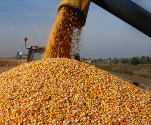 Odmiany kukurydzy wydajne i&nbsp;szybkoschnące. Sprawdź nowości na rynku!