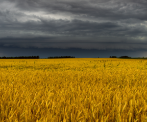 Ubezpieczenia rolne upraw i&nbsp;zwierząt – 900 mln zł niewykorzystane!