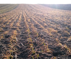 Wymarzanie zbóż i&nbsp;rzepaku może być realnym zagrożeniem