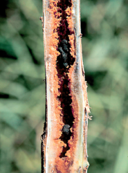 Zgnilizna twardzikowa