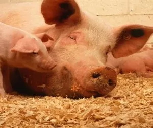 Wirus ASF to już epidemia?