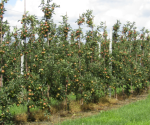 Sadownictwo w&nbsp;Polsce musi być dobrze zorganizowane