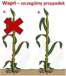 Przemieszczanie się wapna w roślinie wapń