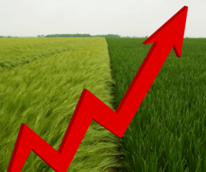 Sprzedaż gruntów rolnych – gdzie ziemia jest najdroższa?