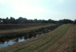 agrotechniczna metoda ochrony jabłoni