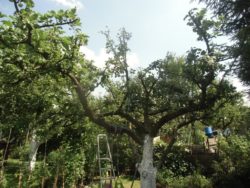 biologiczna ochrona sadów jabłoniowych