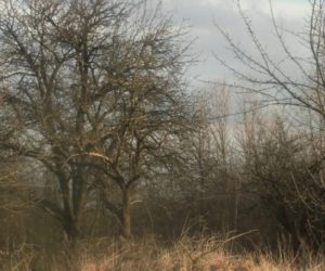 Cięcie starych jabłoni w&nbsp;sadzie