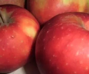 Ceny jabłek w&nbsp;skupie – kontrole UOKiK i&nbsp;IH