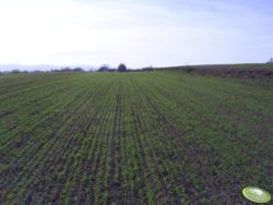 jęczmień jary browarny