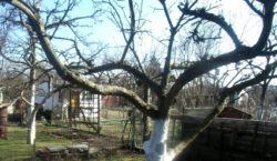 ochrona młodych drzewek przed przymrozkami