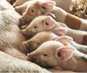 Odchów prosiąt a&nbsp;cechy użytkowości rozpłodowej