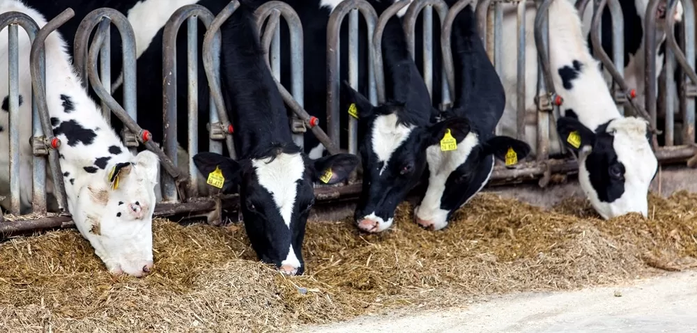 Jak zwiększyć wydajność mleczną krów i klasę mleka?