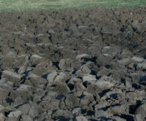 Pielęgnacja gleby w&nbsp;sadzie