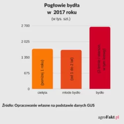 Poglowie bydła