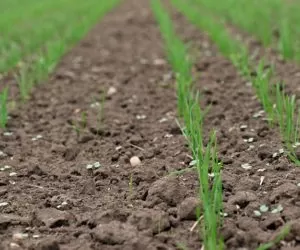 Zdaniem praktyków: Problemy z&nbsp;dokarmieniem dolistnym pszenicy ozimej