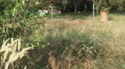 sposoby zwalczania chwastów w międzyrzędziach