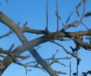 Szczepienie mostowe jabłoni w&nbsp;sadach