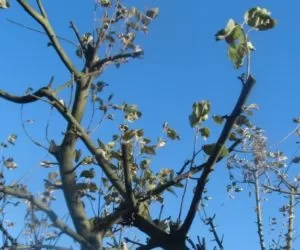 Jak i&nbsp;kiedy nawozić jabłonie fosforem? Kluczowy przewodnik na wiosnę