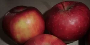 Ceny owoców i&nbsp;warzyw 2021 – kto zarabia?