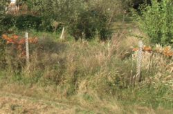 wiosenne stosowanie herbicydów w sadach jabłoniowych