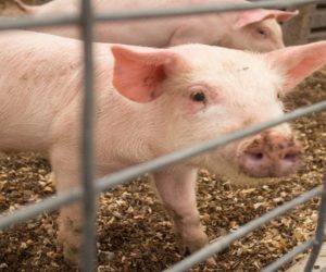 Rekompensaty dla rolników na bioasekurację