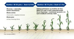 Wiosenne zwalczanie chwastów dwuliściennych do fazy liścia flagowego