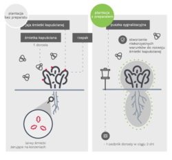 biopreparaty w ochronie roślin porównanie