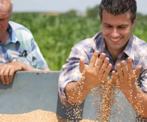 Obrót płodami rolnymi – jak to robić sprawnie i&nbsp;bezpiecznie?