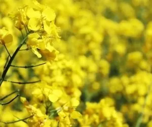 Światowe zbiory rzepaku w&nbsp;sezonie 2019/20