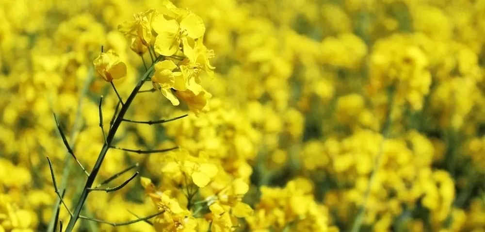 Światowe zbiory rzepaku w sezonie 2019/20