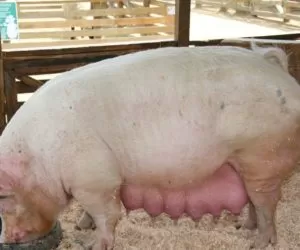 Wypływy ropne ze sromu u&nbsp;świń – zapobieganie i&nbsp;leczenie