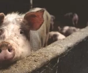 Krycie świń: inseminacja czy krycie naturalne?