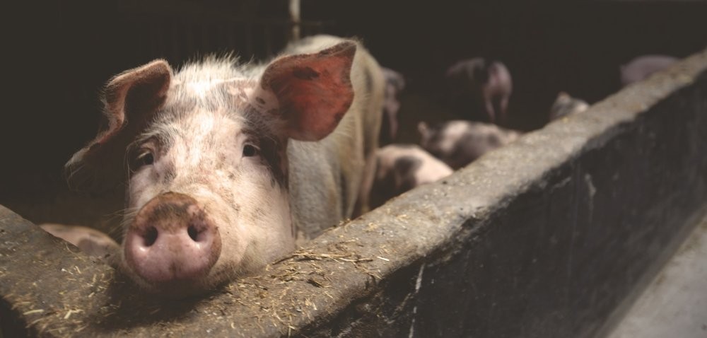 Krycie świń: inseminacja czy krycie naturalne?