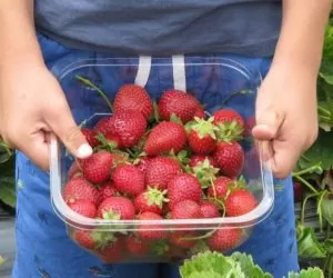 Pracownicy sezonowi w&nbsp;rolnictwie na nowych zasadach?