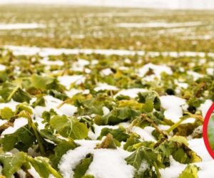 Zwalczanie chowacza brukwiaczka – kiedy stosować insektycyd?