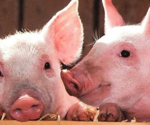 Biegunki u&nbsp;prosiąt – rozpoznanie przyczyny i&nbsp;skuteczne zapobieganie