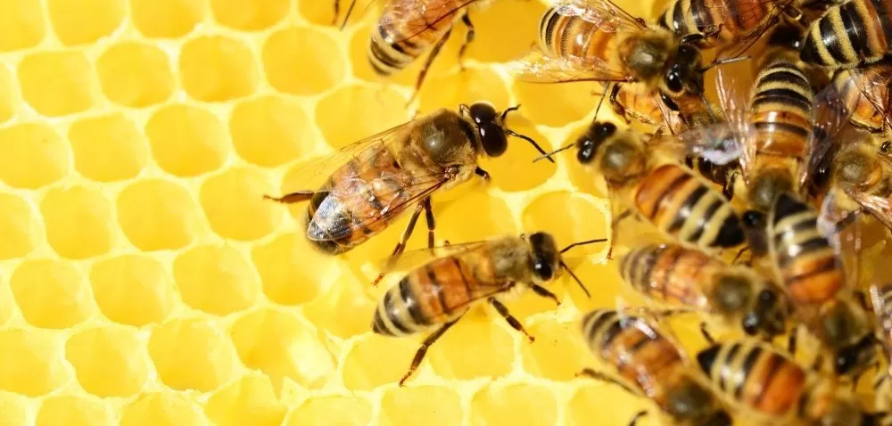 Dofinansowanie dla pszczelarzy – pieniądze czekają!