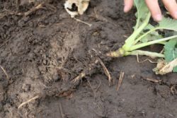Biostymulatory wpływają na rozwój systemu korzeniowego