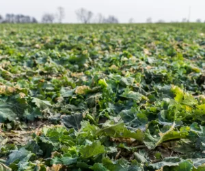 Dobre nawożenie rzepaku siarką na start!