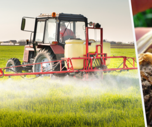 Choroby podstawy źdźbła – rozpoznawanie, prewencja i&nbsp;zwalczanie