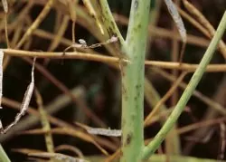 choroby rzepaku ozimego: Czerń krzyżowa.