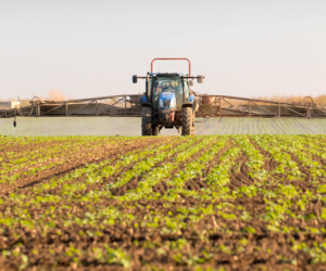 Najważniejsze choroby rzepaku ozimego (BBCH 30-33). Jak je zwalczać?