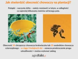 próg szkodliwości szkodników łodygowych