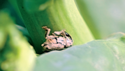 Zwalczanie szkodników łodygowych w rzepak: Chowacz