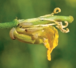 Zwalczanie szkodników łodygowych w rzepak: Larwy słodyszka