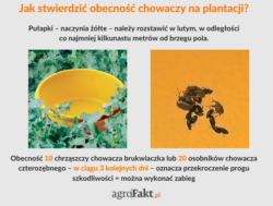 zwalczanie szkodników łodygowych w rzepaku