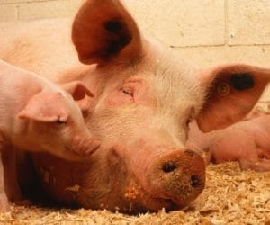 biotechnologia w rozrodzie świń, świnie