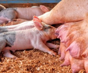 Żywienie prosiąt, a&nbsp;ich rzeczywiste potrzeby pokarmowe