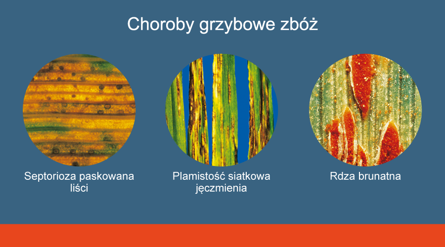 ochrona zbóż przed chorobami grzybowymi