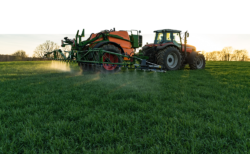 zwalczanie chwastow w zbożach